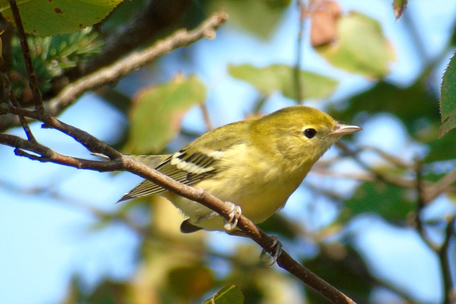 Port George, NS - Sep. 12, 2017 - immature female